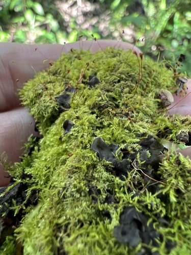 Chryso-hypnum diminutivum observed 2024-02-21