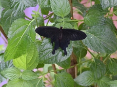 Pachliopta kotzebuea