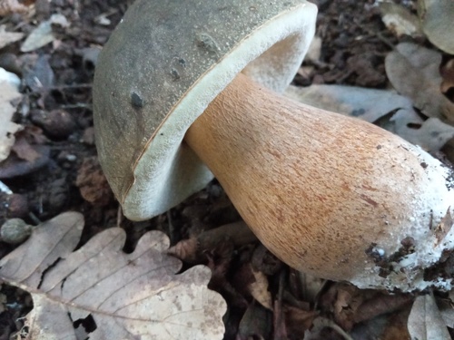 Boletus aereus — (c) Kristian Bosak, some rights reserved (CC BY)