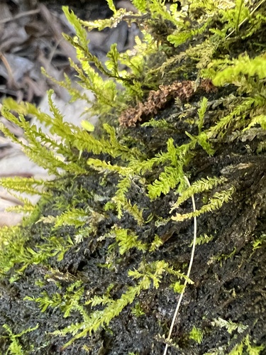 Neckeropsis disticha observed 2024-02-21
