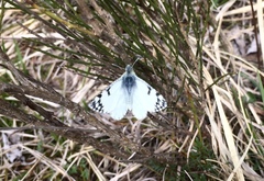 Euchloe tagis