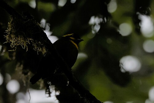 Gold-ringed Tanager (Bangsia aureocincta), photo 5
