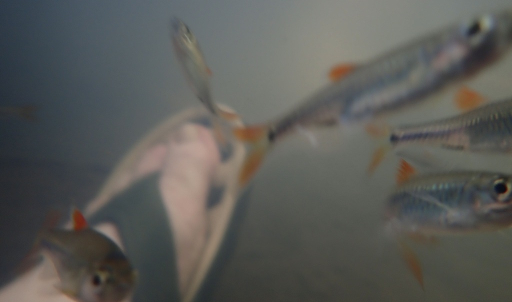 Rasbora api (Rasbora api)