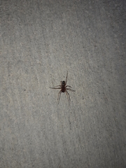 Microlinyphia mandibulata mandibulata