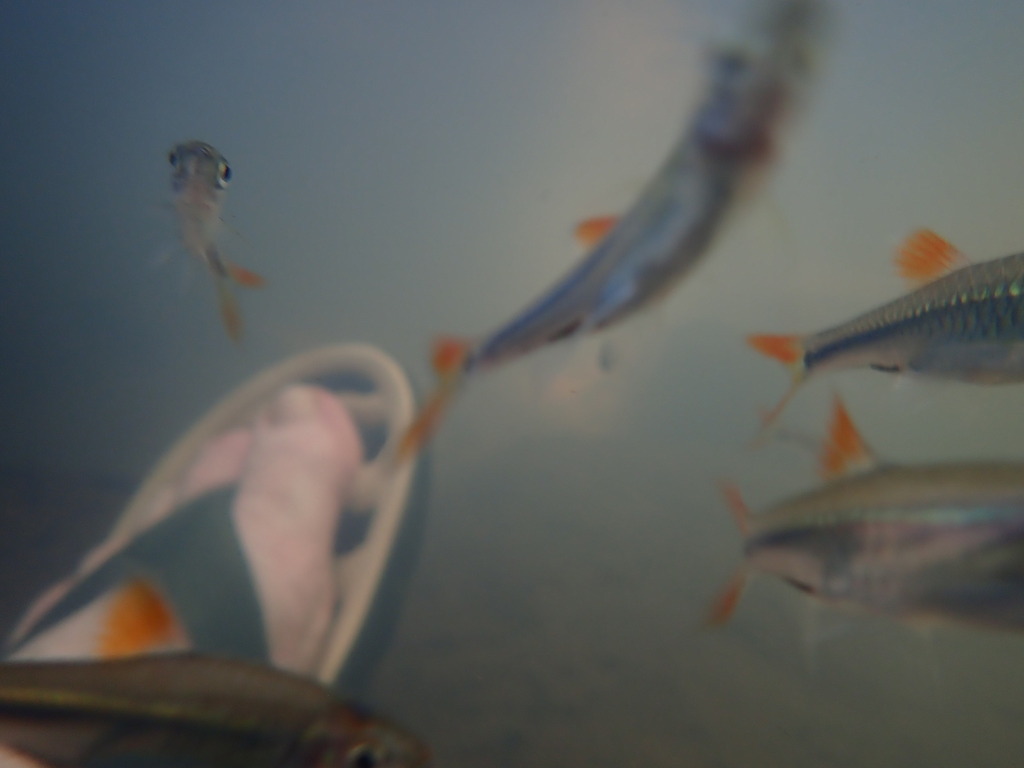 Rasbora api (Rasbora api)