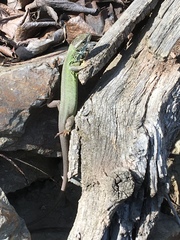 Lacerta viridis viridis