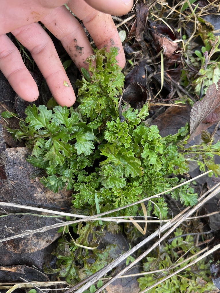 ragwort in February 2024 by Remington Jackson · iNaturalist