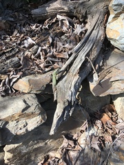 Lacerta viridis viridis