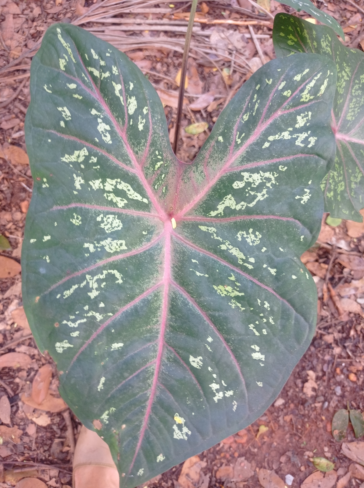 Caladium bicolor