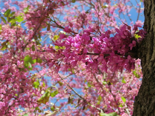 Judas-tree