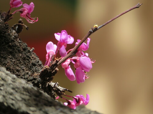 Judas-tree
