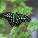 Graphium agamemnon - Photo (c) Marion Zöller,  זכויות יוצרים חלקיות (CC BY-NC), uploaded by Marion Zöller