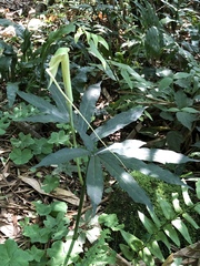 Arisaema heterophyllum