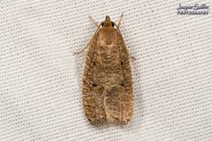 Psilocorsis reflexella