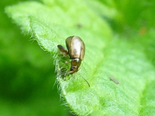 Longitarsus ballotae