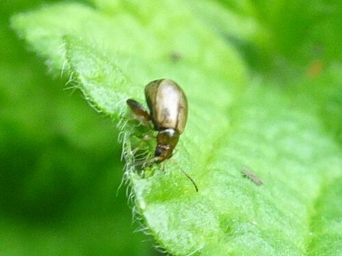 Longitarsus ballotae