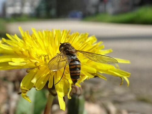 Marmalade hoverfly