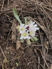 Lewisia brachycalyx