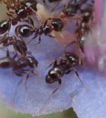 Pheidole foreli