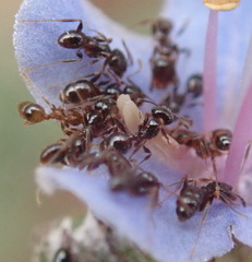 Pheidole foreli