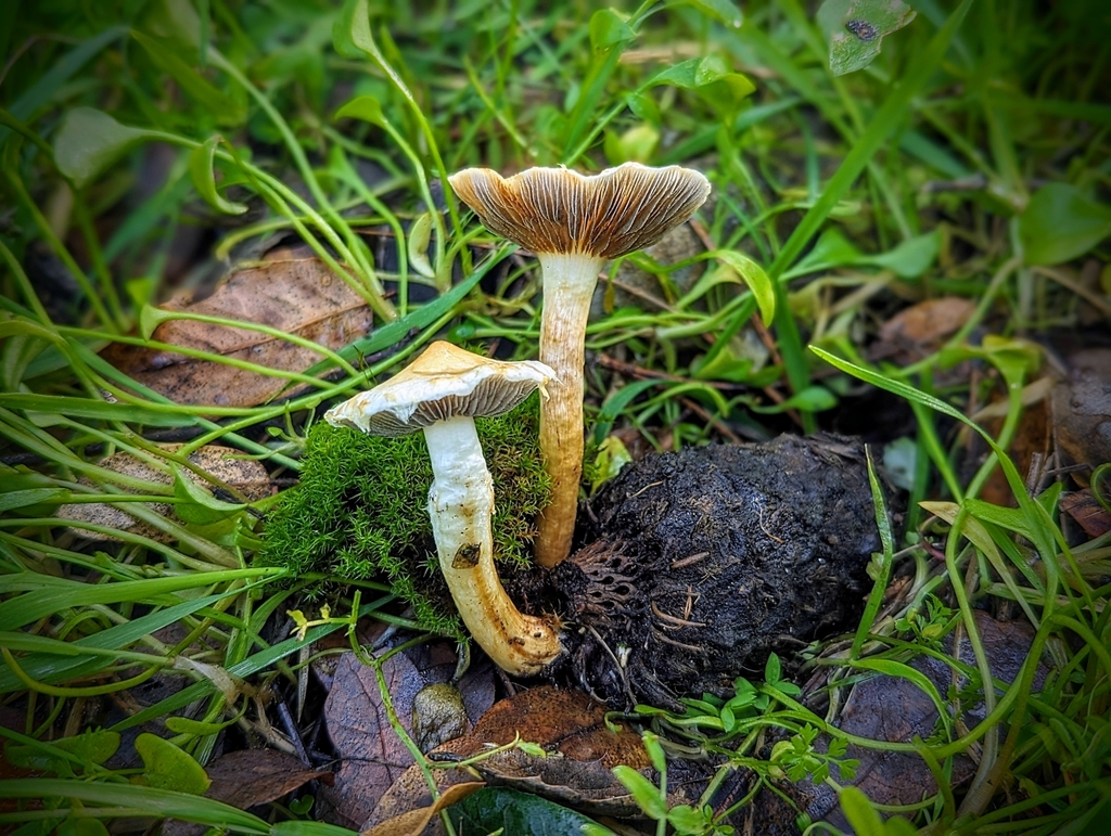 Mulch Maids from Folsom, CA, USA on February 13, 2024 at 1139 AM by