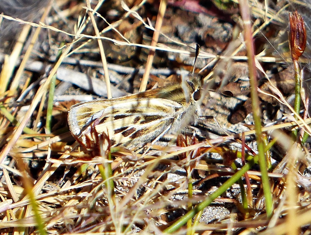 Venustus Skipper