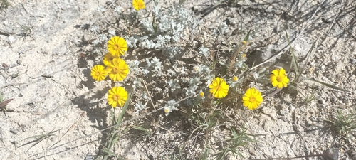 Image of Woolly pricklyleaf by (c) Tereso Hernández Morales, some rights reserved (CC BY)