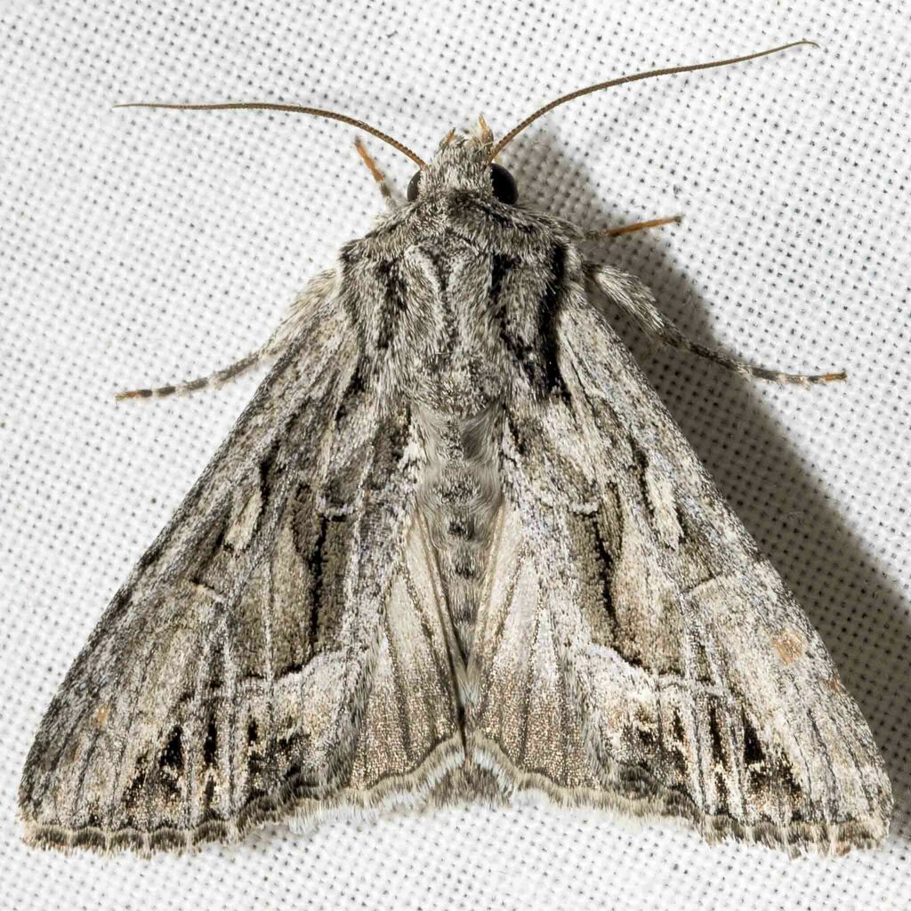 Spalding's Quaker