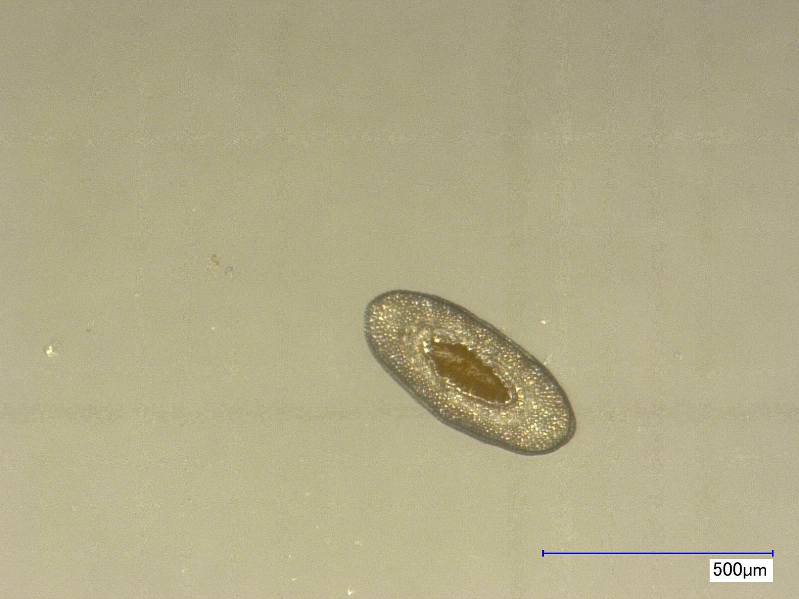 Plumatella fruticosa Allmann, 1844