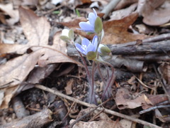 Hepatica americana