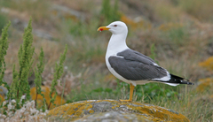 Larus fuscus graellsii