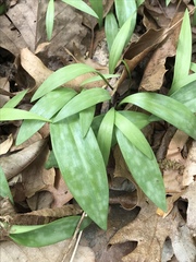 Erythronium americanum