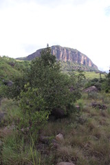 Bowkeria verticillata