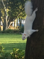 Sciurus carolinensis