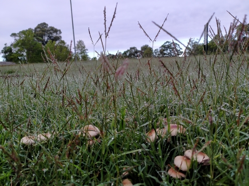 Image of Digitaria didactyla by (c) Carl Ramirez, some rights reserved (CC BY)
