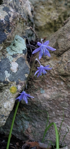Scilla cilicica