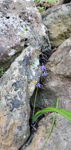 Scilla cilicica