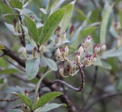 Bowkeria verticillata