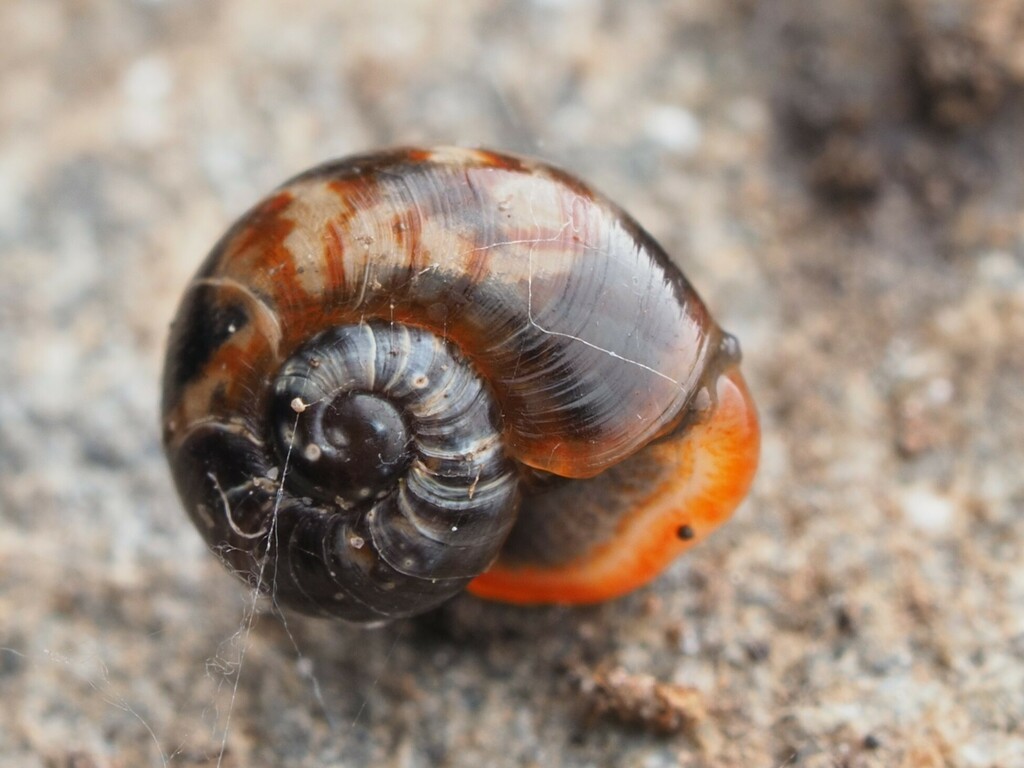 Flammulina crebriflammea