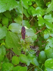 Clematis pitcheri