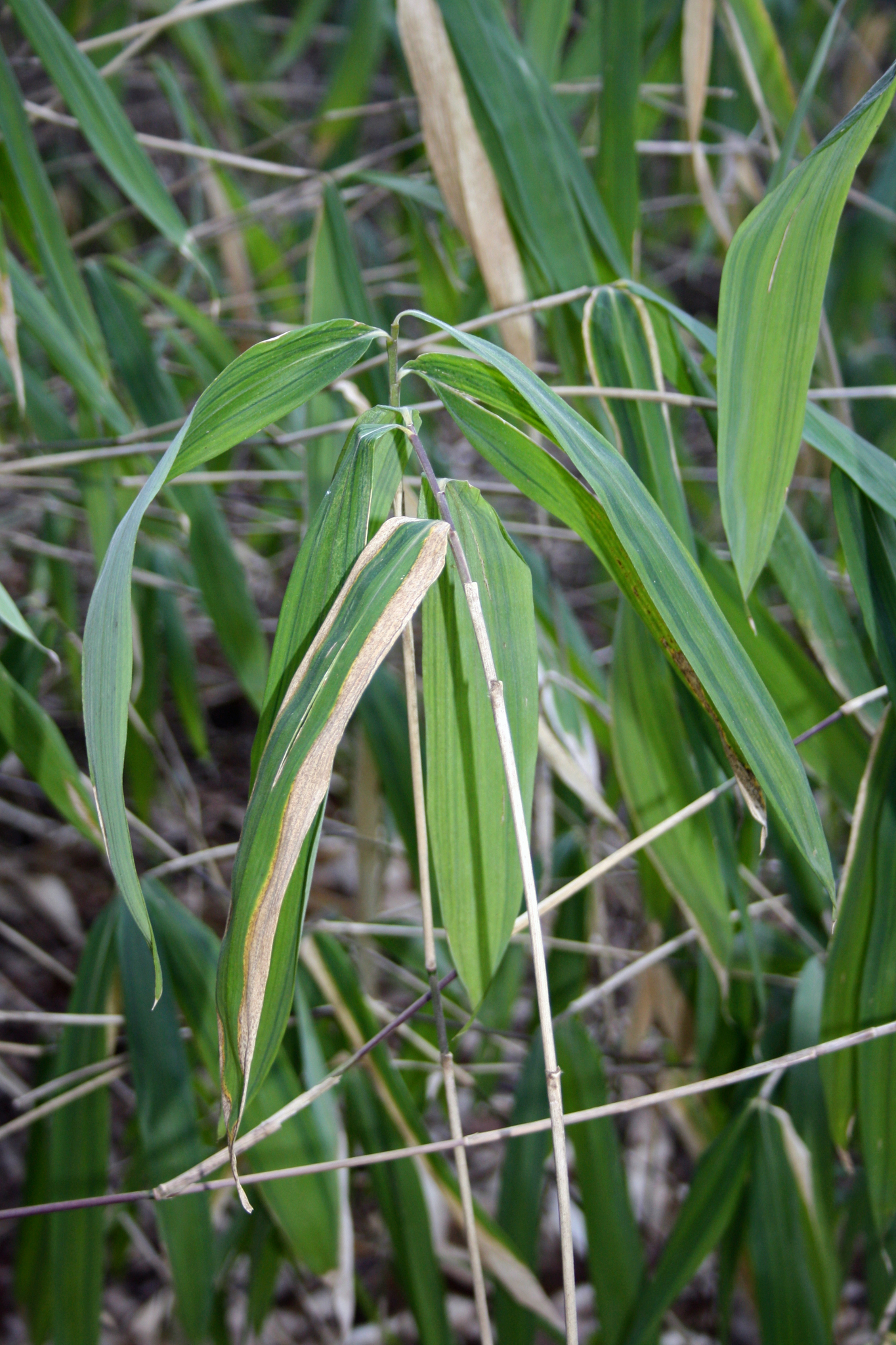 Pleioblastus viridistriatus