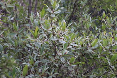 Bowkeria verticillata