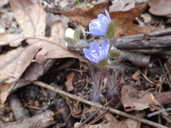 Hepatica americana