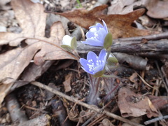Hepatica americana