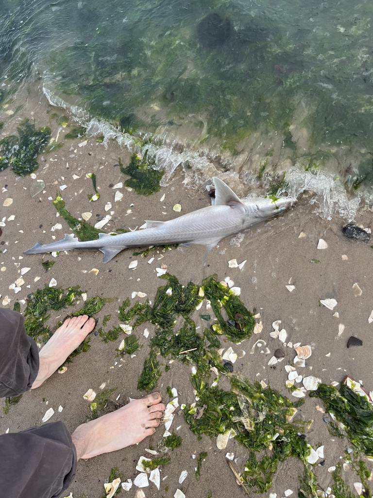 Dusky Smooth-hound in June 2023 by Blanka Herrmann · iNaturalist United ...