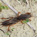 European Mole Cricket - Photo (c) mnauky, some rights reserved (CC BY-NC), uploaded by mnauky