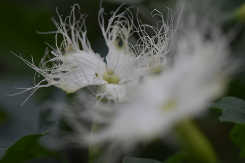 Trichosanthes kirilowii iNat (1)