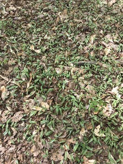 Erythronium americanum