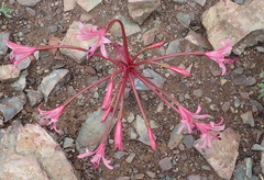 Brunsvigia striata