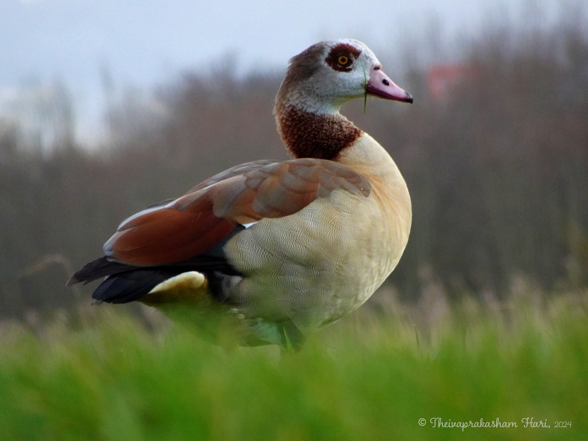Egyptian Goose (Alopochen aegyptiaca)